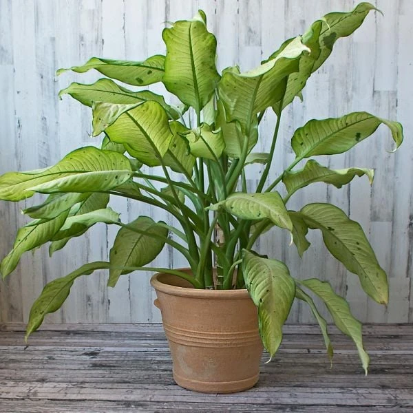 Cretan Pot Kasteli 2 Cretan Pot Kasteli - Image 2