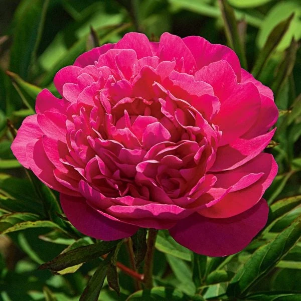 Peony 'Kansas' 1 Peony 'Kansas'