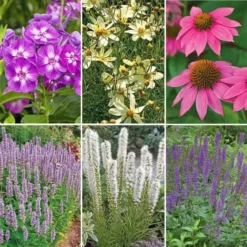 Pollinator Garden For Sun -Leaf Sprigs Sales Store x600 22426