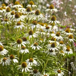 Echinacea Purpurea 'White Swan' -Leaf Sprigs Sales Store x600 22645