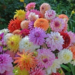 Summertime Splendor Dahlia Collection -Leaf Sprigs Sales Store x600 22740
