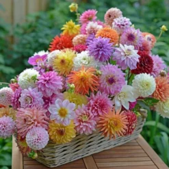 Summertime Splendor Dahlia Collection -Leaf Sprigs Sales Store x600 22741