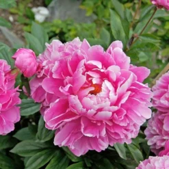 Peony 'Doctor Alexander Fleming' -Leaf Sprigs Sales Store x600 22801