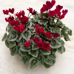 Cyclamen Silverleaf Deep Magenta, 4 Pots In Metal Bowl