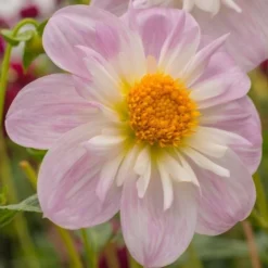 Dahlia 'Teesbrooke Audrey' -Leaf Sprigs Sales Store x600 23574