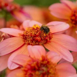 Dahlia 'Totally Tangerine' -Leaf Sprigs Sales Store x600 23577