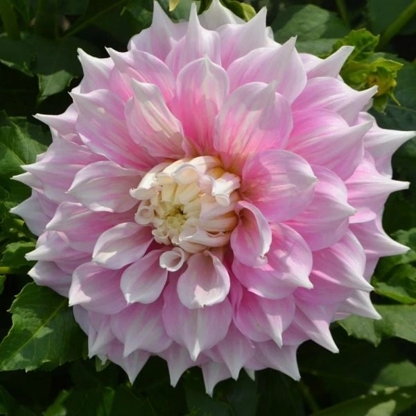 Dahlia 'Gitt's Perfection' 2 Dahlia 'Gitt's Perfection' - Image 2