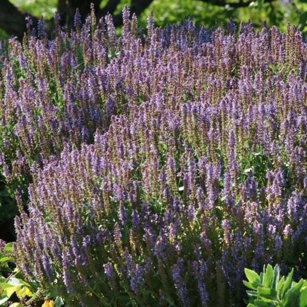 Salvia X Sylvestris 'Blue Hill' 2 Salvia X Sylvestris 'Blue Hill' - Image 2
