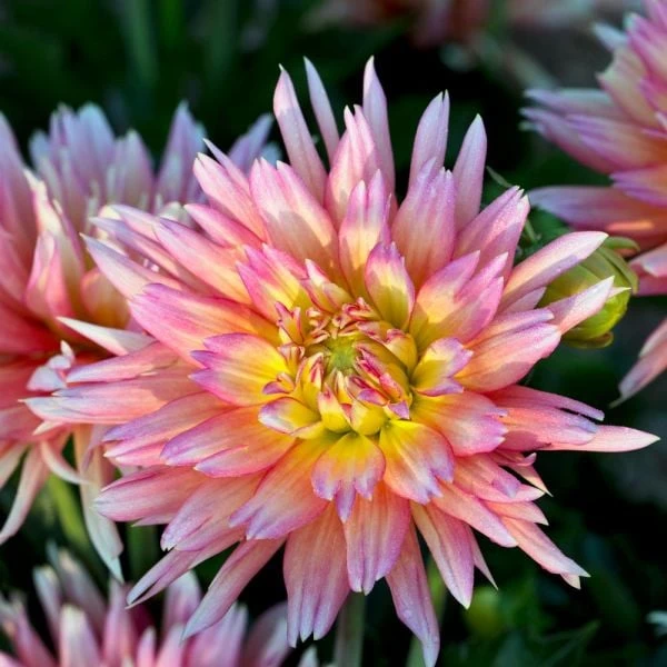 Dahlia 'XXL Sunset' 2 Dahlia 'XXL Sunset' - Image 2