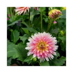 Dahlia 'XXL Sunset' 5 Dahlia 'XXL Sunset' -Leaf Sprigs Sales Store x600 23979