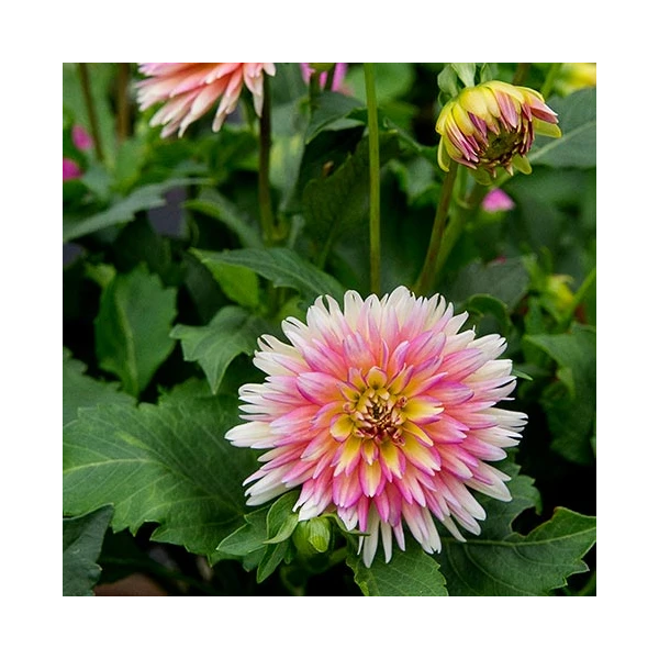 Dahlia 'XXL Sunset' 3 Dahlia 'XXL Sunset' - Image 3