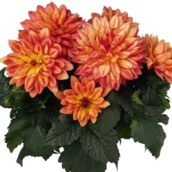Dahlia 'XXL Tabasco' -Leaf Sprigs Sales Store x600 24048