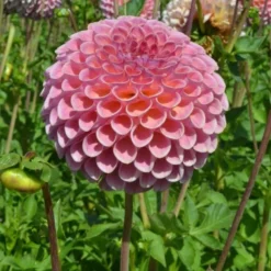 Dahlia 'Jowey Winnie' -Leaf Sprigs Sales Store x600 24092