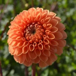 Dahlia 'Sylvia' -Leaf Sprigs Sales Store x600 24108