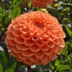 Dahlia 'Sylvia' -Leaf Sprigs Sales Store x600 24109