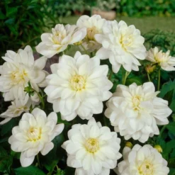 Dahlia 'White Onesta' -Leaf Sprigs Sales Store x600 24152