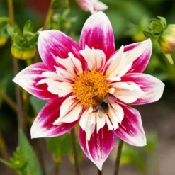 Dahlia 'Fashion Monger' 5 Dahlia 'Fashion Monger' -Leaf Sprigs Sales Store x600 24156