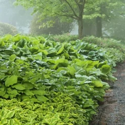 Emerald Isle Hosta Collection 18 Emerald Isle Hosta Collection -Leaf Sprigs Sales Store x600 24292