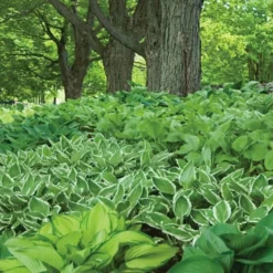 Collaboration For Part Shade For The North - Daffodils & Hosta -Leaf Sprigs Sales Store x600 24293 1