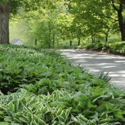 Emerald Isle Hosta Collection 20 Emerald Isle Hosta Collection -Leaf Sprigs Sales Store x600 24294