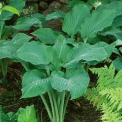 Emerald Isle Hosta Collection 21 Emerald Isle Hosta Collection -Leaf Sprigs Sales Store x600 24295