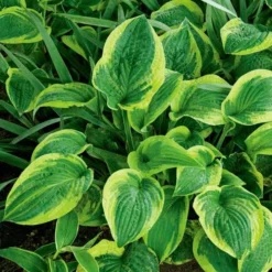 Emerald Isle Hosta Collection 22 Emerald Isle Hosta Collection -Leaf Sprigs Sales Store x600 24296