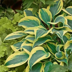 Emerald Isle Hosta Collection 23 Emerald Isle Hosta Collection -Leaf Sprigs Sales Store x600 24298