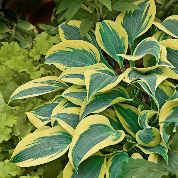 Emerald Isle Hosta Collection 11 Emerald Isle Hosta Collection - Image 11