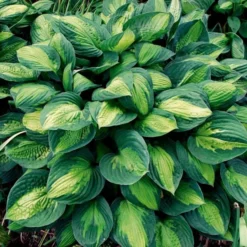 Emerald Isle Hosta Collection 24 Emerald Isle Hosta Collection -Leaf Sprigs Sales Store x600 24299