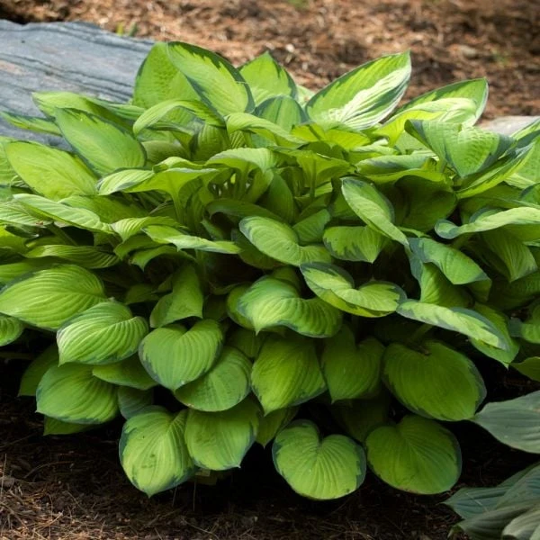 Emerald Isle Hosta Collection 13 Emerald Isle Hosta Collection - Image 13