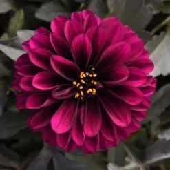 Dahlia City Lights™ Purple 5 Dahlia City Lights™ Purple -Leaf Sprigs Sales Store x600 24479