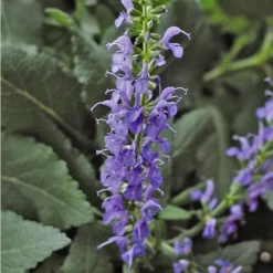 Salvia X Sylvestris 'Blue Hill' 7 Salvia X Sylvestris 'Blue Hill' -Leaf Sprigs Sales Store x600 24588