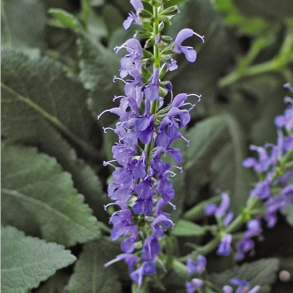 Salvia X Sylvestris 'Blue Hill' 4 Salvia X Sylvestris 'Blue Hill' - Image 4