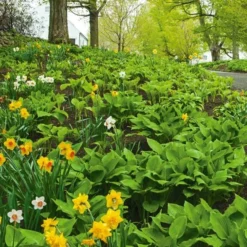 Collaboration For Part Shade For The North - Daffodils & Hosta -Leaf Sprigs Sales Store x600 24691