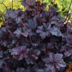 Heuchera 'Obsidian' 6 Heuchera 'Obsidian' -Leaf Sprigs Sales Store x600 24837
