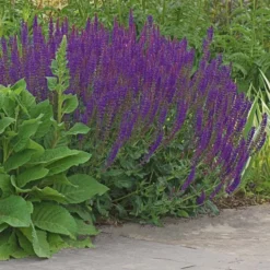 Salvia X Sylvestris 'May Night' -Leaf Sprigs Sales Store x600 25031