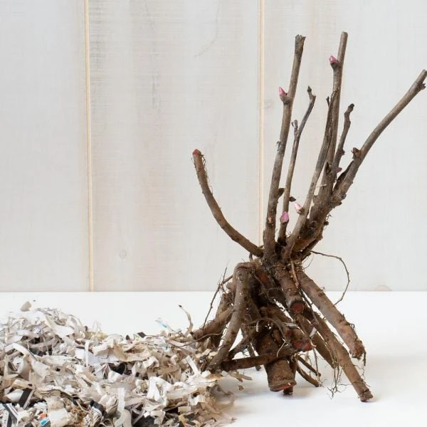 Peony 'Pink Double Dandy' - Itoh Peony 2 Peony 'Pink Double Dandy' - Itoh Peony - Image 2