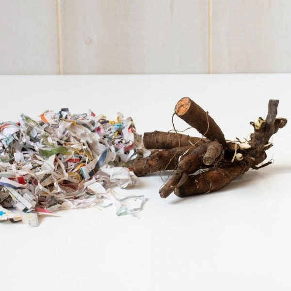 Peony 'Kansas' 2 Peony 'Kansas' - Image 2