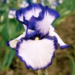 Iris Germanica 'Presby's Crown Jewel' - Reblooming 6 Iris Germanica 'Presby's Crown Jewel' - Reblooming -Leaf Sprigs Sales Store x600 25264