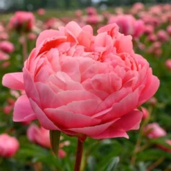 Peony 'Coral Charm' -Leaf Sprigs Sales Store x600 25318