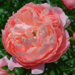 Peony 'Coral Charm' -Leaf Sprigs Sales Store x600 25320