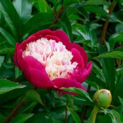 Peony 'White Cap' -Leaf Sprigs Sales Store x600 25355