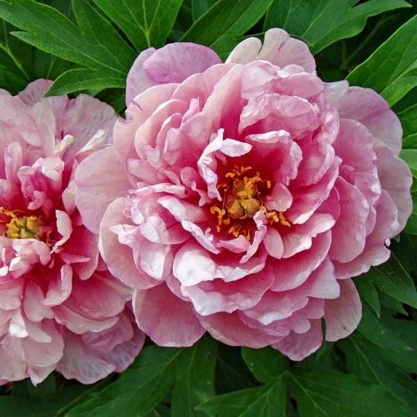 Peony 'Pink Double Dandy' - Itoh Peony 1 Peony 'Pink Double Dandy' - Itoh Peony