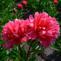 Peony 'Lorelei' 11 Peony 'Lorelei' -Leaf Sprigs Sales Store x600 25363