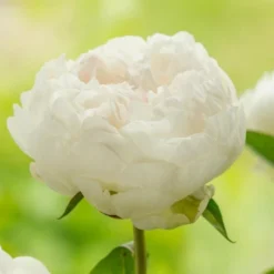 Peony 'Elsa Sass' 5 Peony 'Elsa Sass' -Leaf Sprigs Sales Store x600 25369