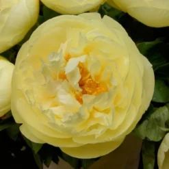 Peony 'Lemon Chiffon' -Leaf Sprigs Sales Store x600 25371