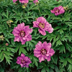 Peony 'Morning Lilac' - Itoh Peony