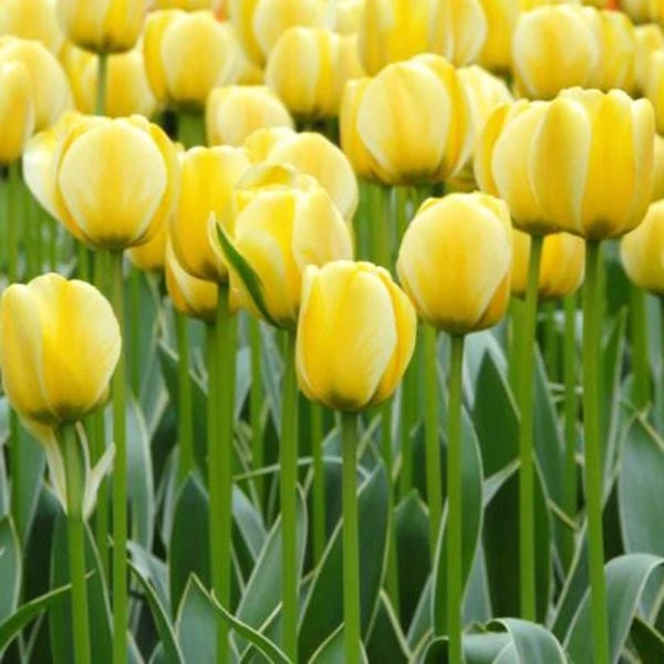 Tulip 'Jaap Groot' 2 Tulip 'Jaap Groot' - Image 2