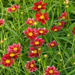 Coreopsis Big Bang™ 'Mercury Rising' -Leaf Sprigs Sales Store x600 25610