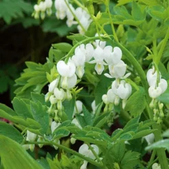 Dicentra Spectabilis 'Alba' -Leaf Sprigs Sales Store x600 25615
